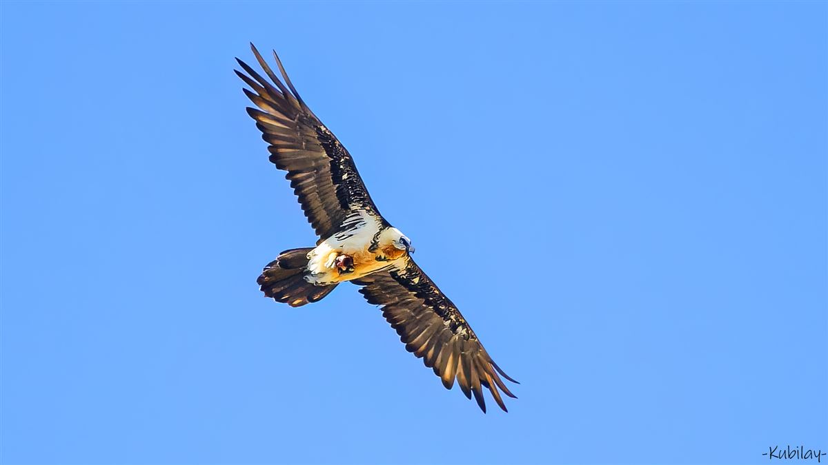 Bearded Vulture