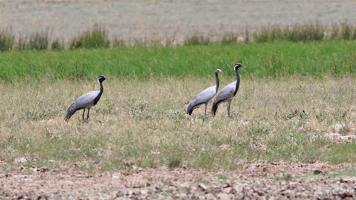 Demoiselle Crane