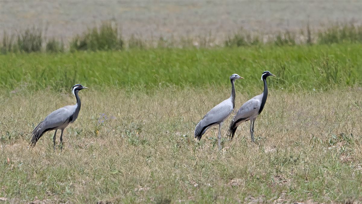 Demoiselle Crane