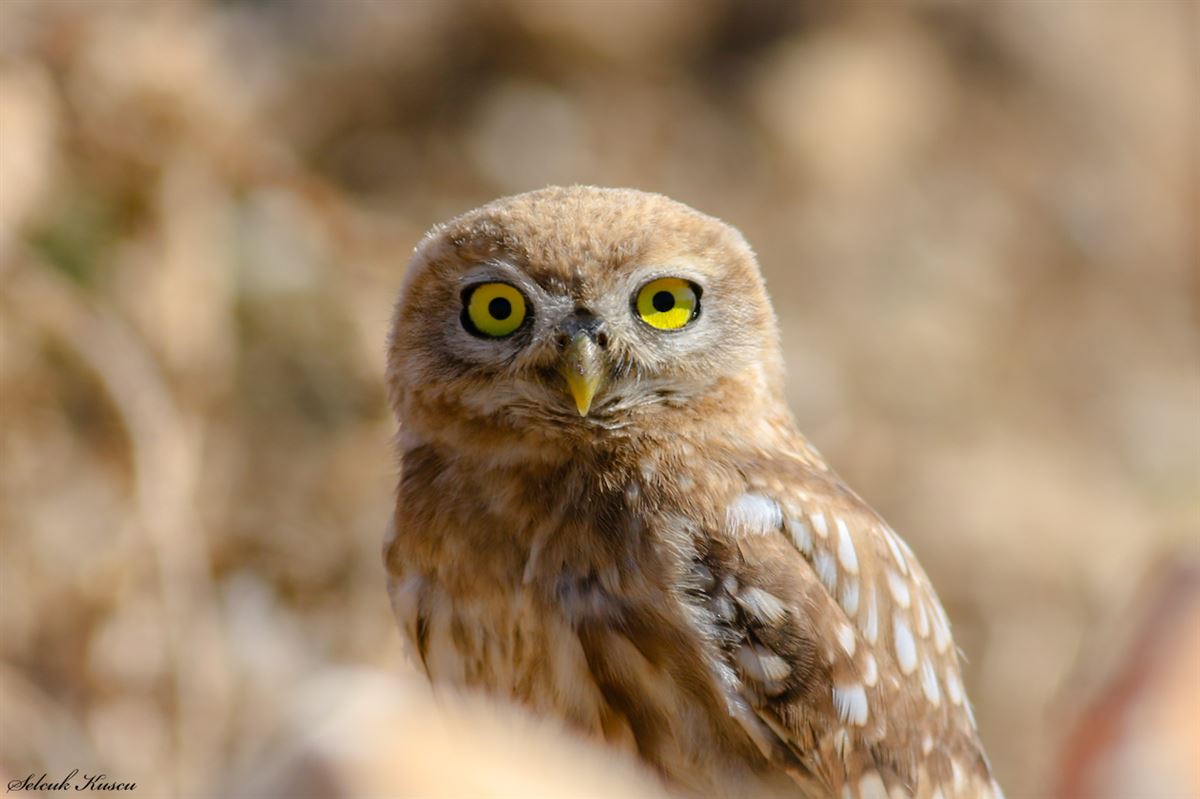 Little Owl