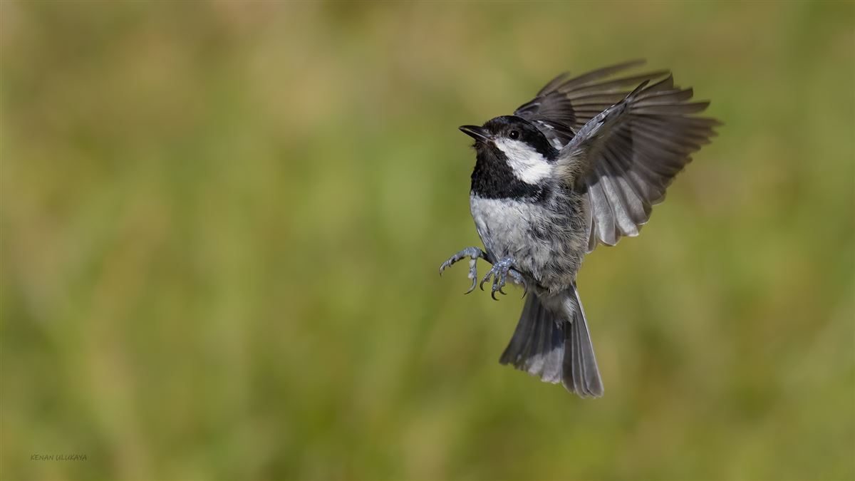 Coal Tit