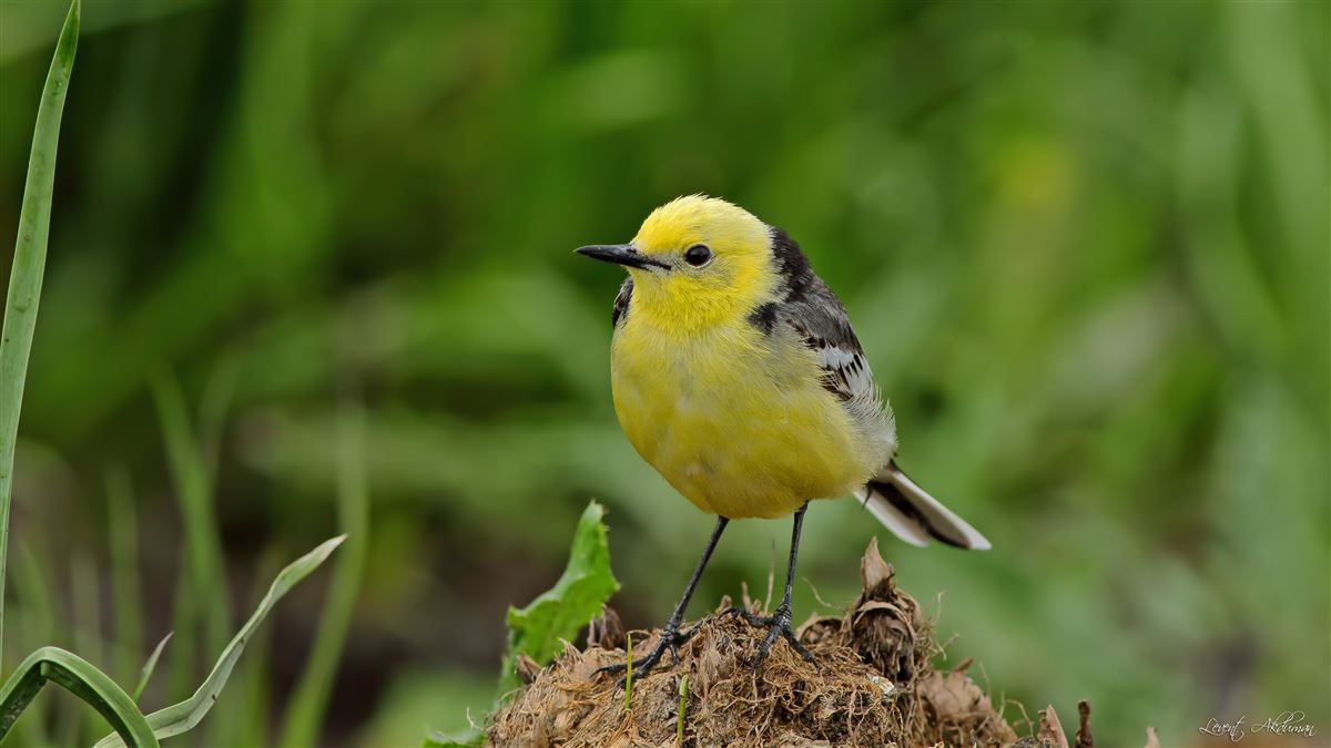Citrine Wagtail