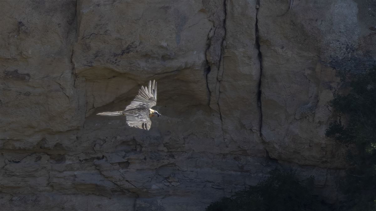 Bearded Vulture