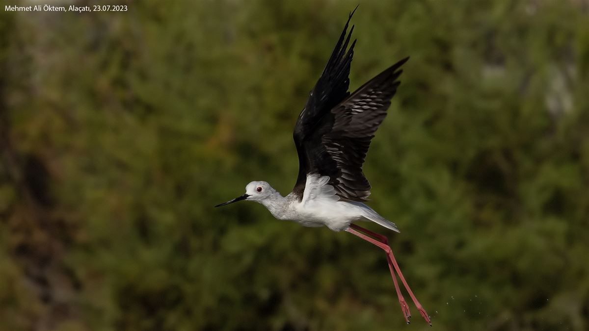 Black-winged Stilt