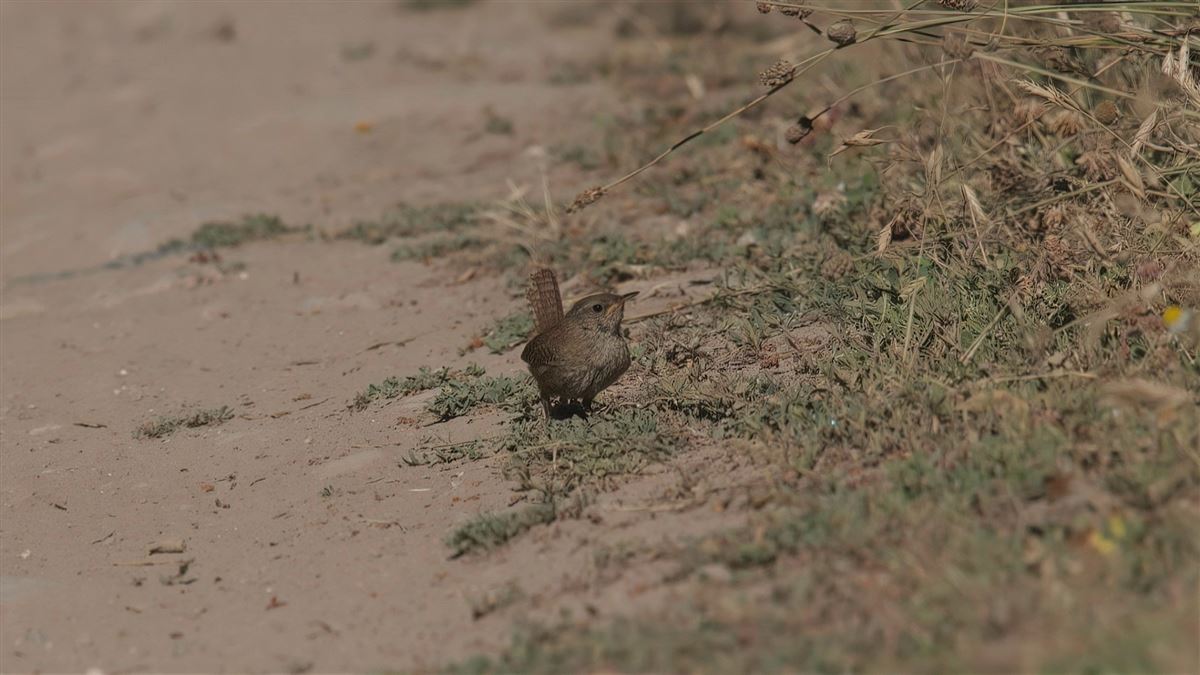 Eurasian Wren