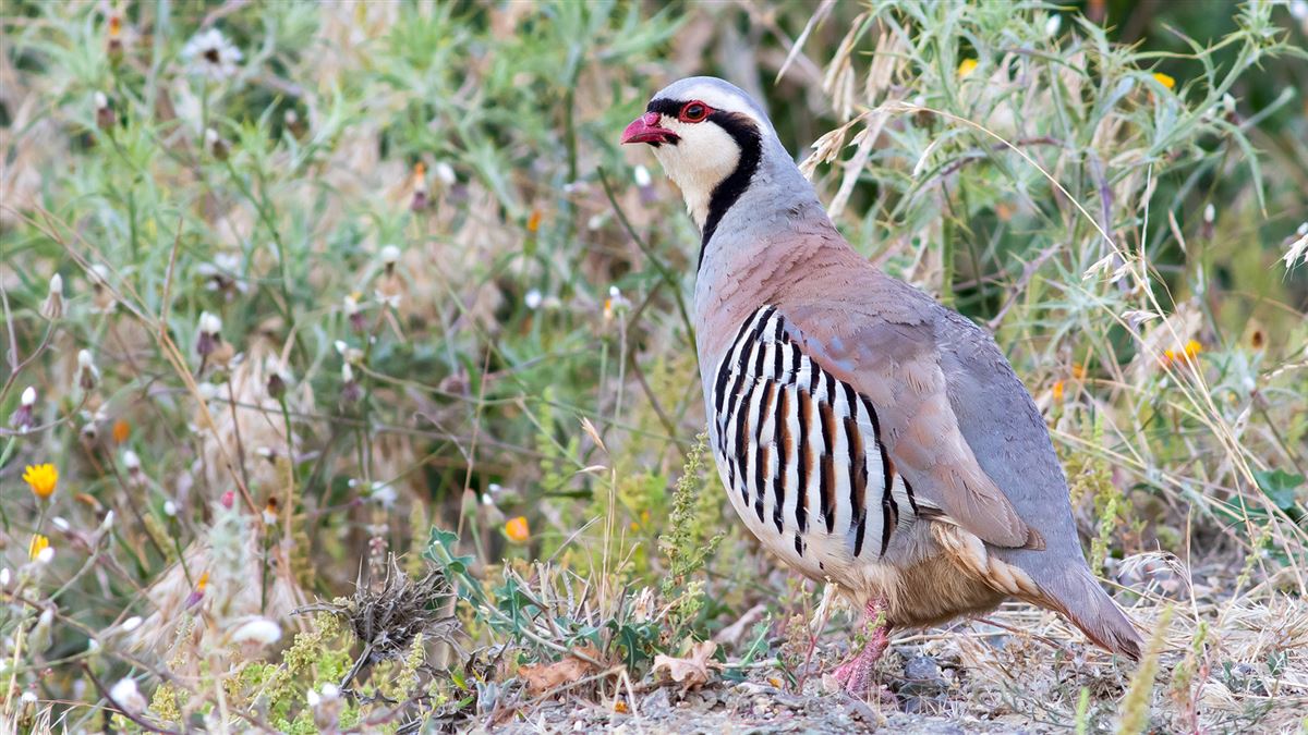 Chukar Partridge