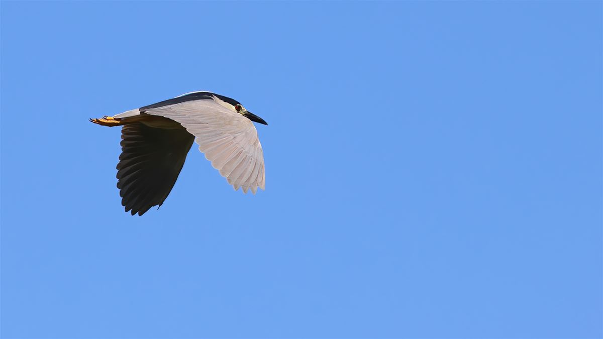 Black-crowned Night Heron