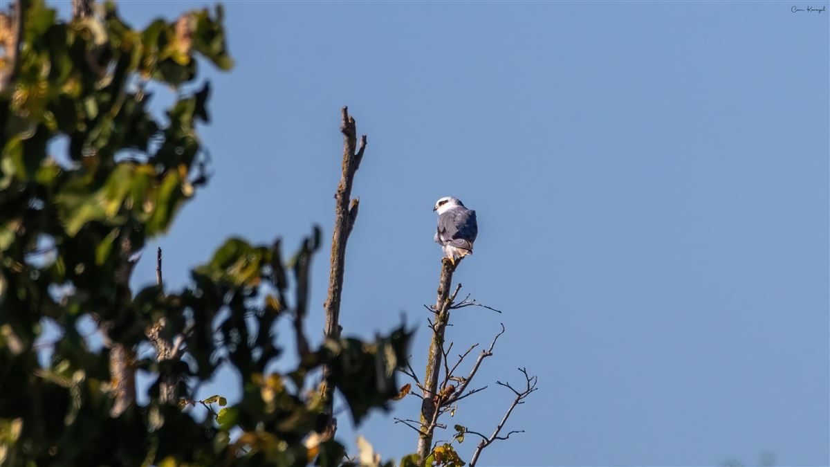Black-winged Kite