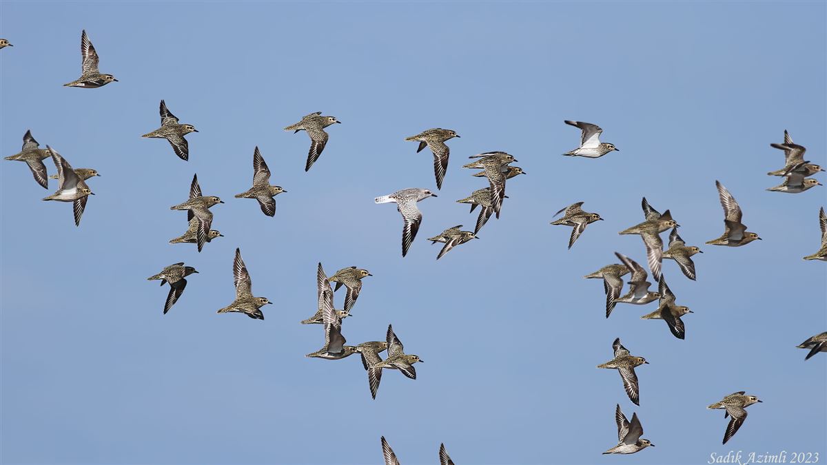 Grey Plover