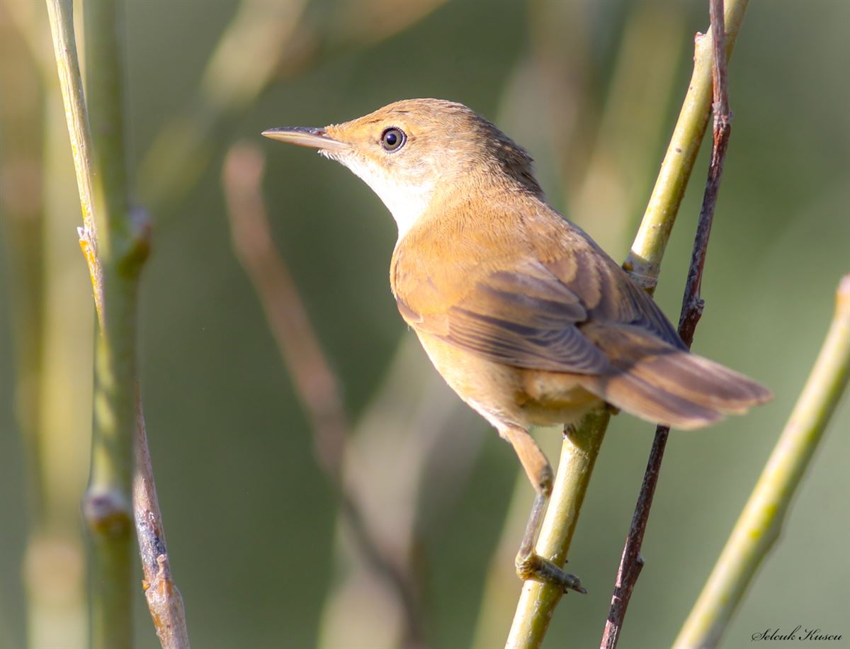 Common Reed Warbler