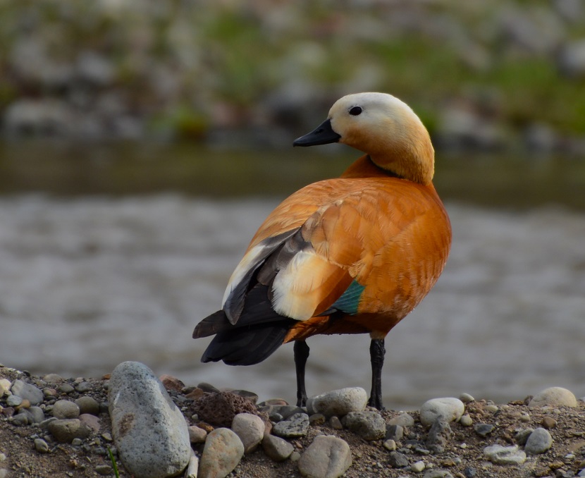 Ruddy Shelduck