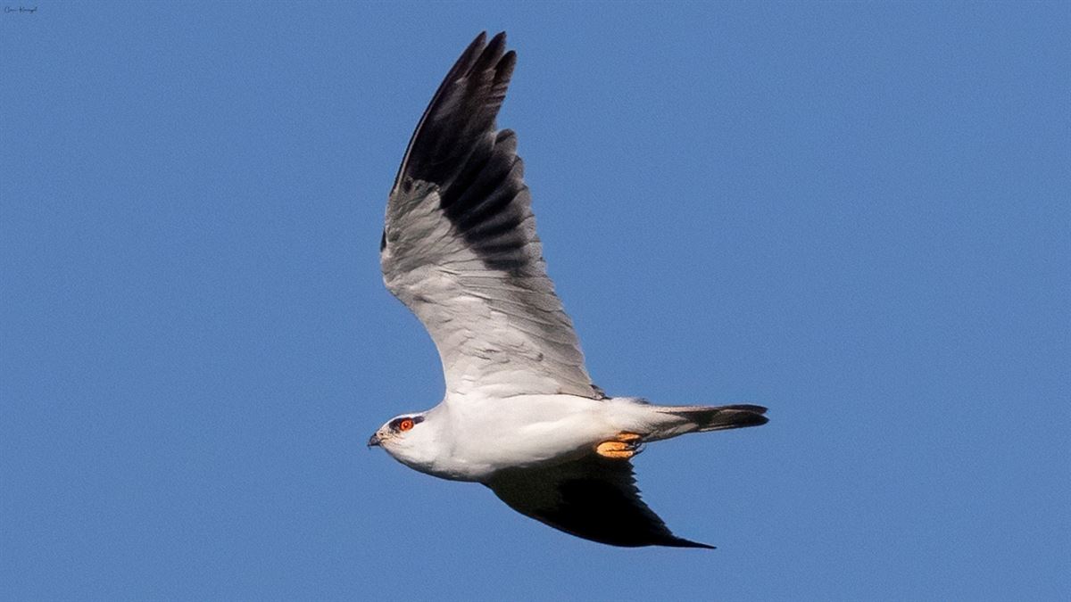 Black-winged Kite