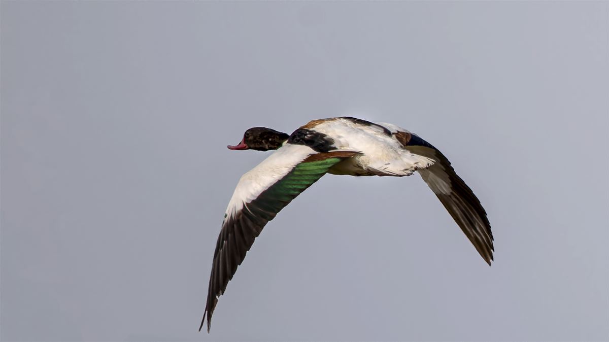 Common Shelduck