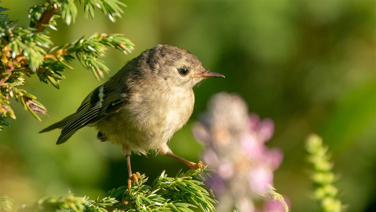 Goldcrest