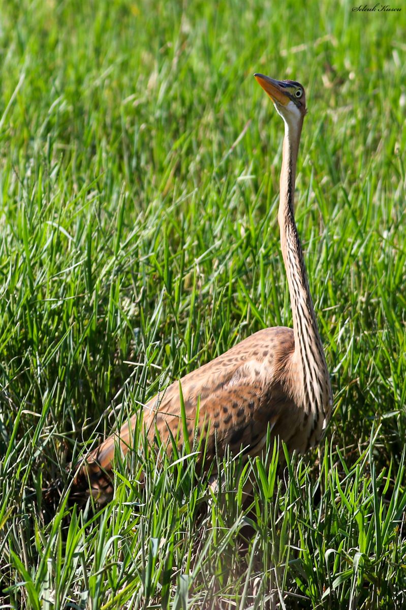 Purple Heron