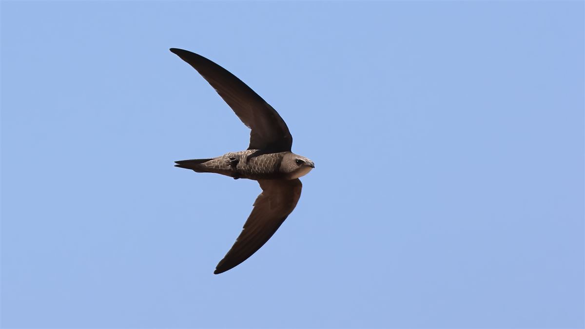 Pallid Swift