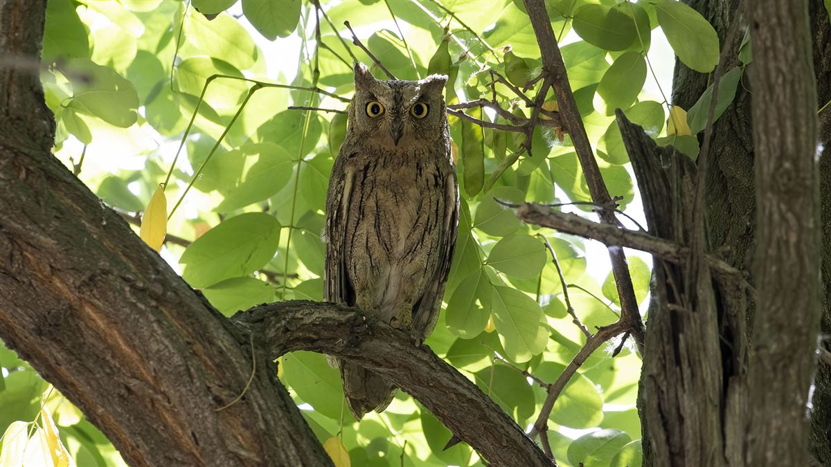 Pallid Scops Owl