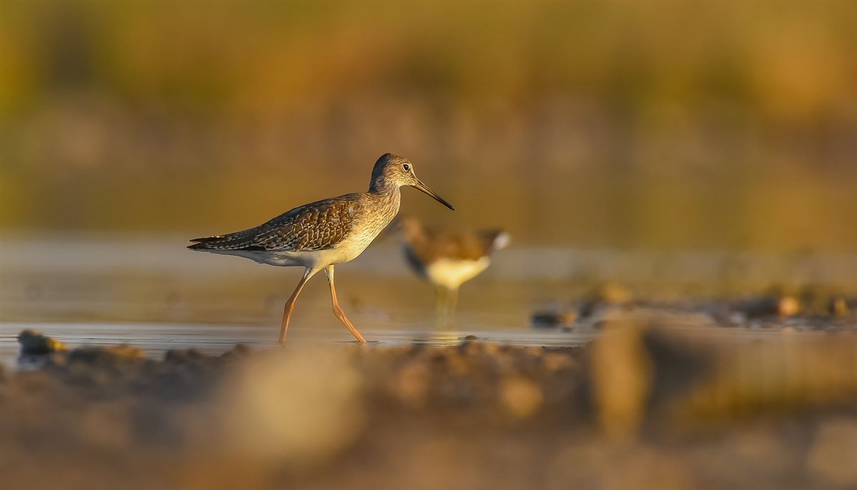 Common Redshank