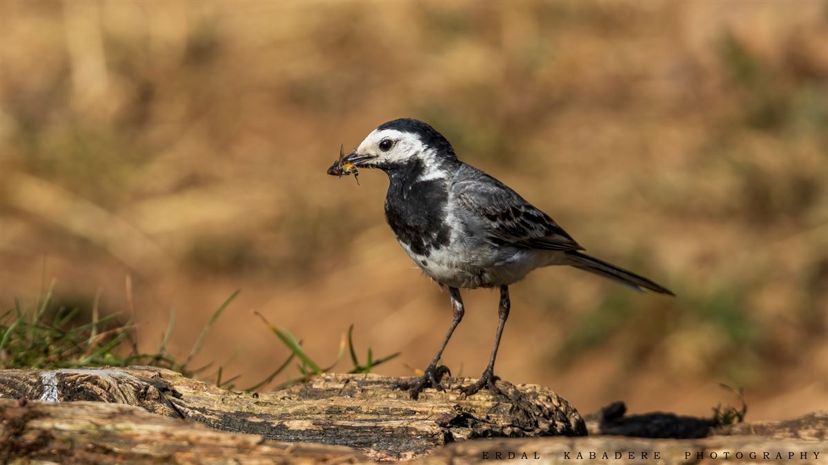 White Wagtail