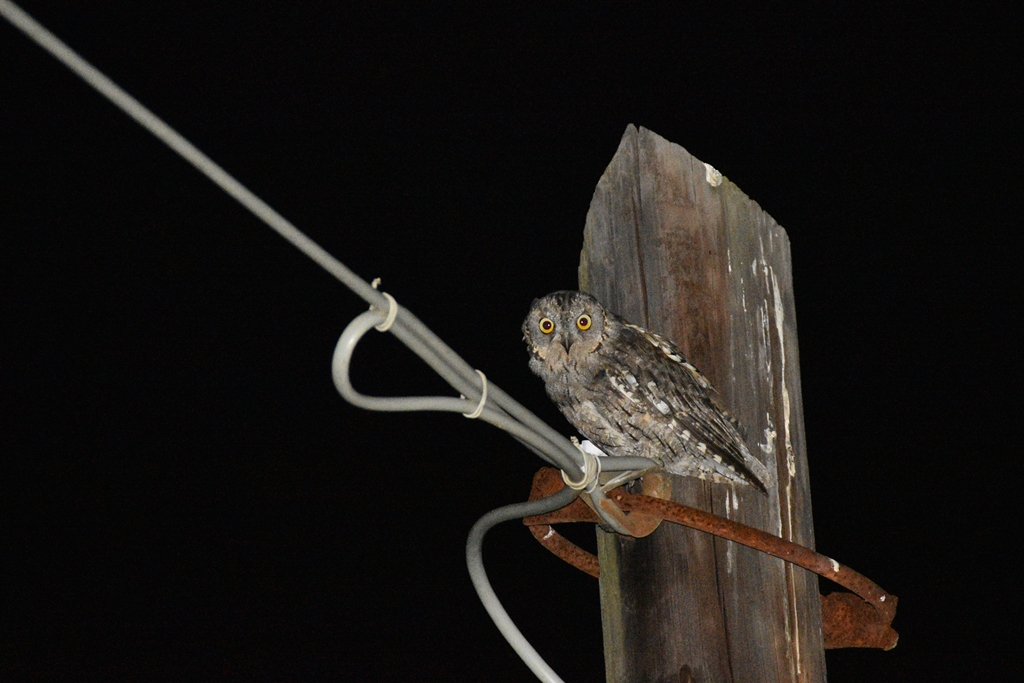 Eurasian Scops Owl