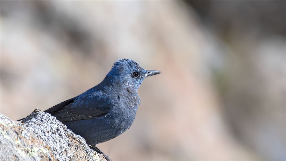 Blue Rock Thrush