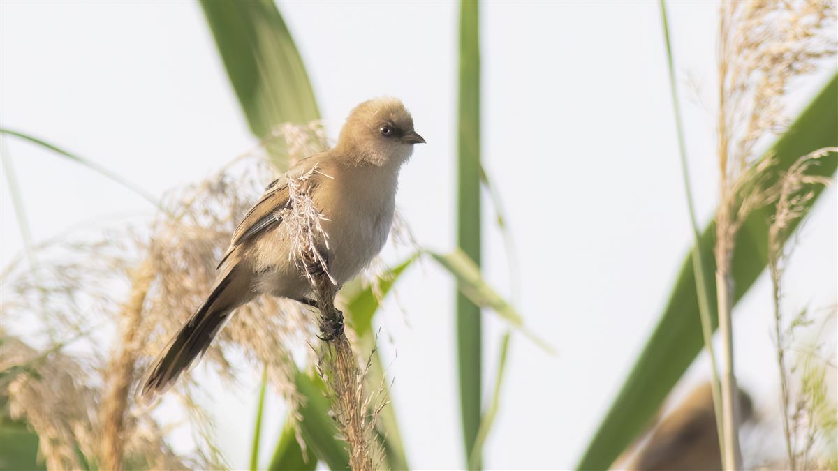 Bearded Reedling