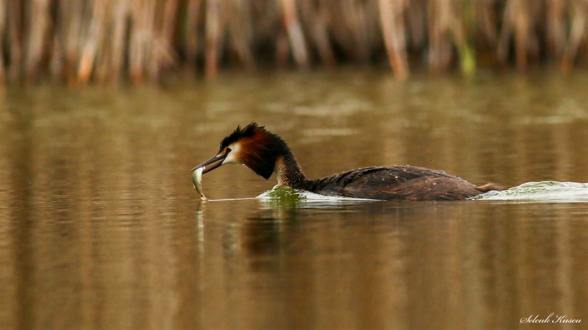 Great Crested Grebe