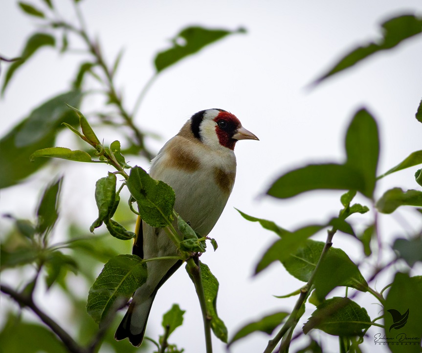 European Goldfinch