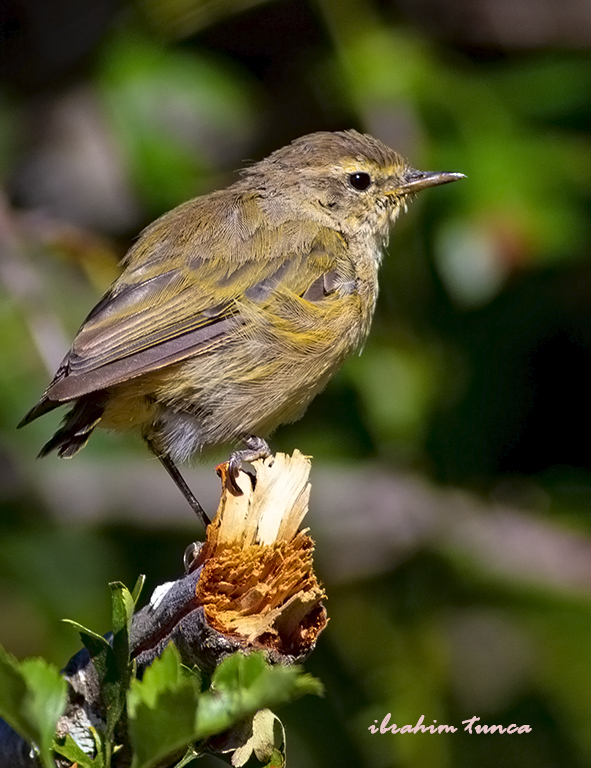 Common Chiffchaff