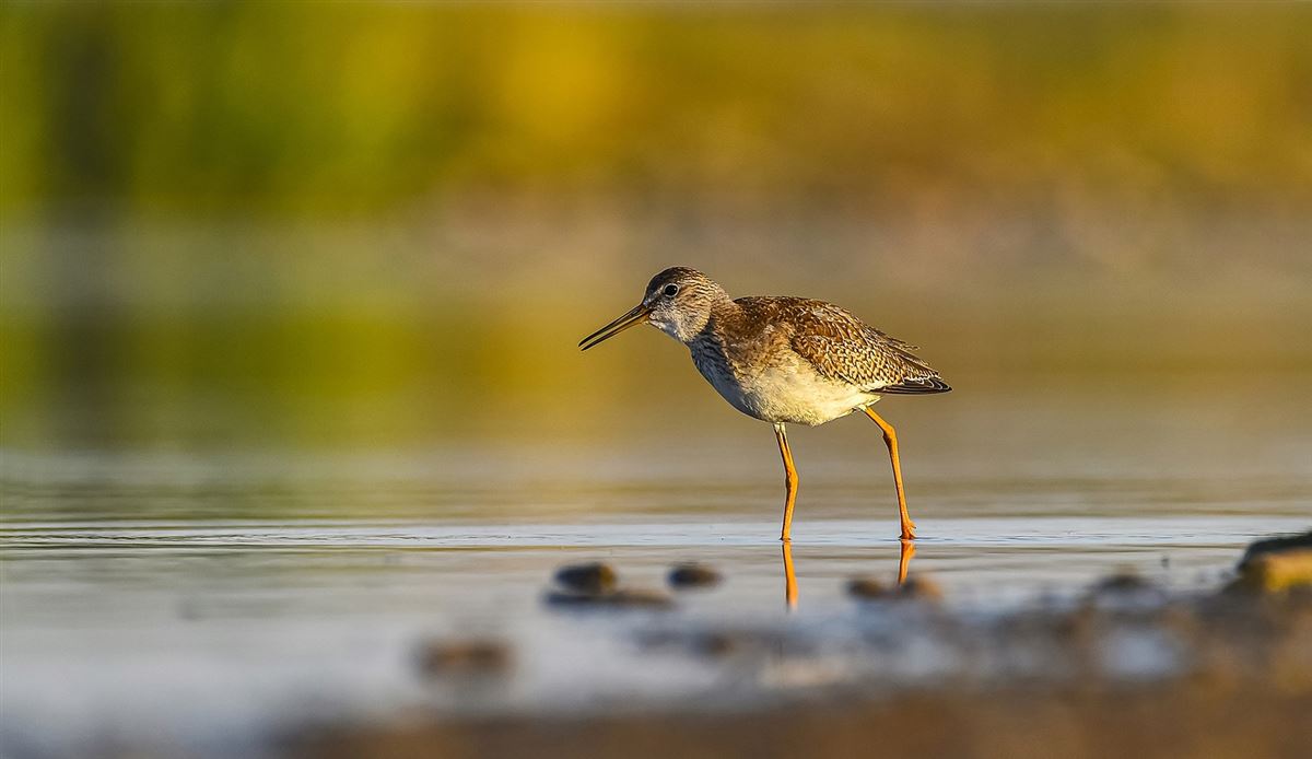 Common Redshank