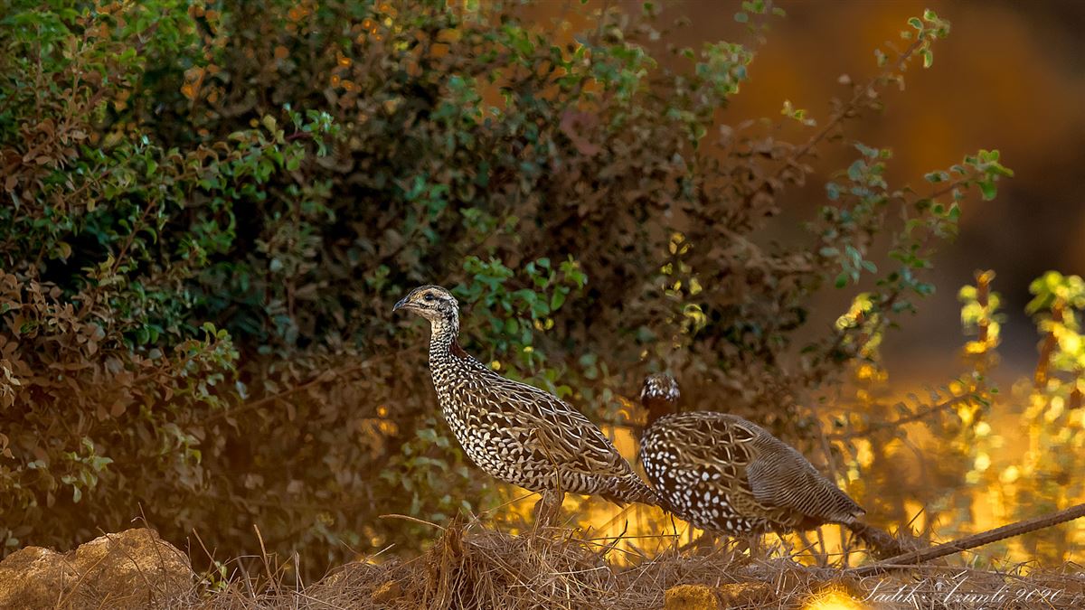 Black Francolin