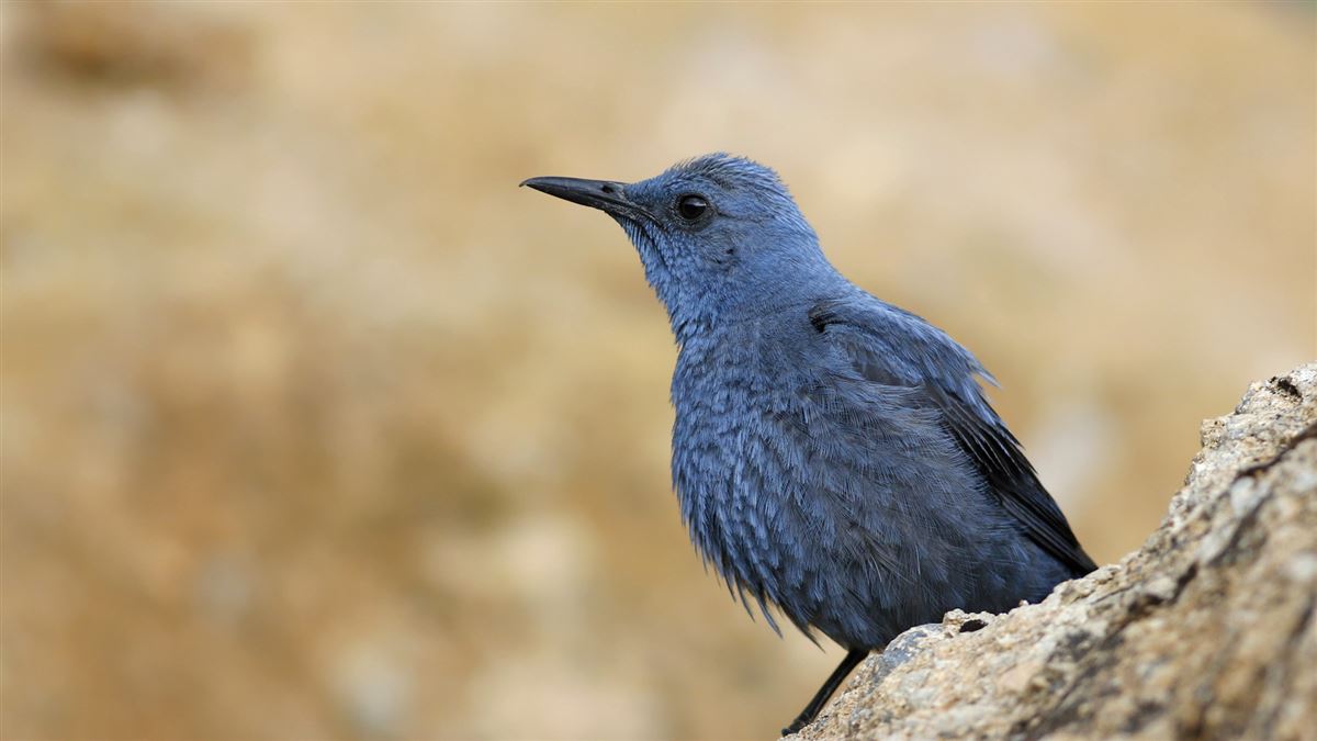 Blue Rock Thrush