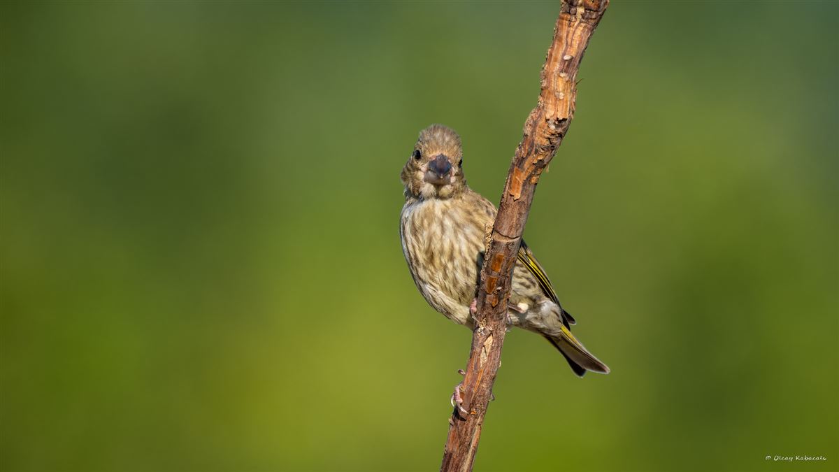 European Greenfinch