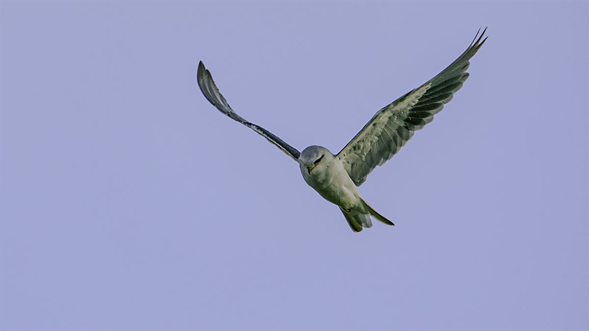 Black-winged Kite