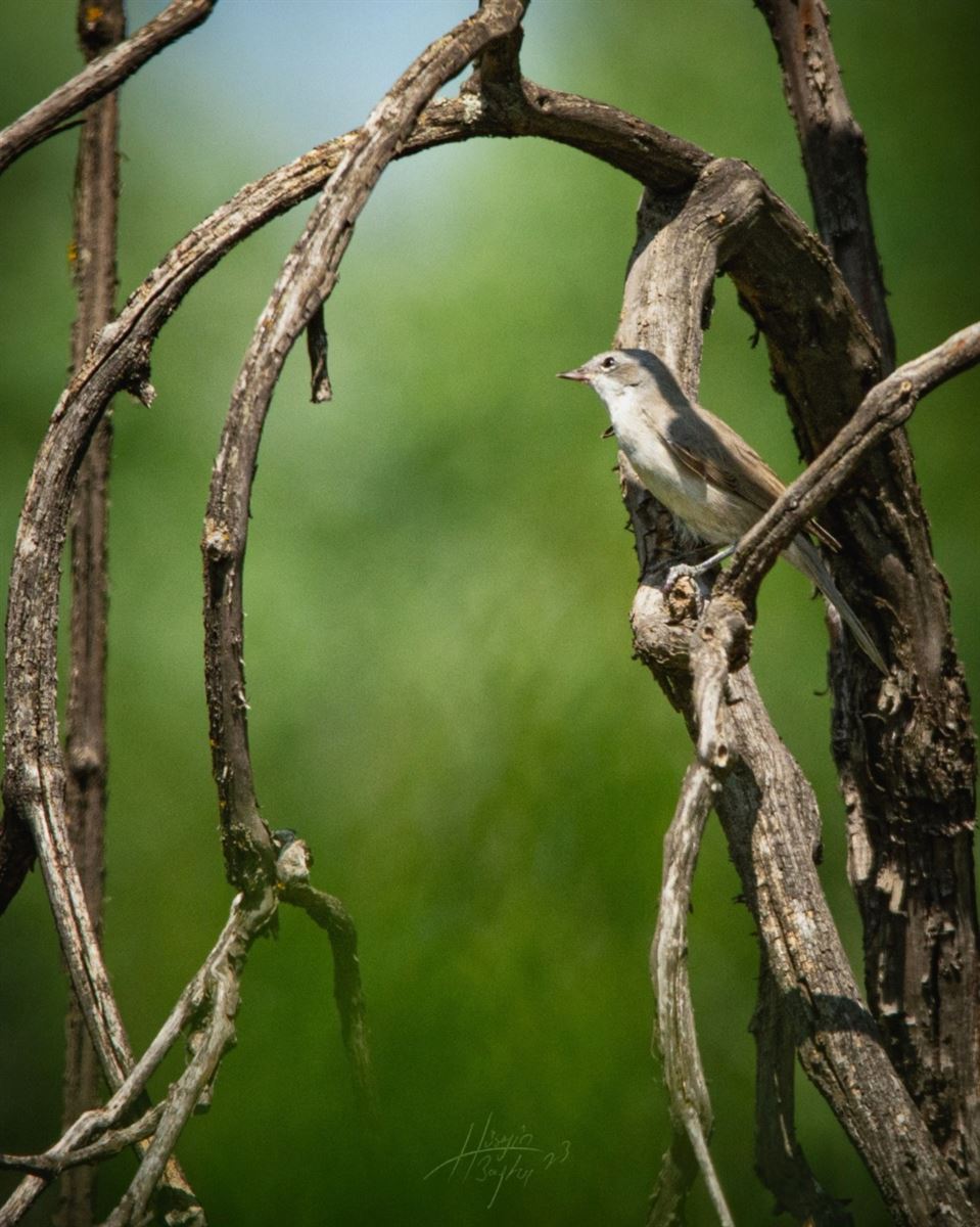 Common Whitethroat