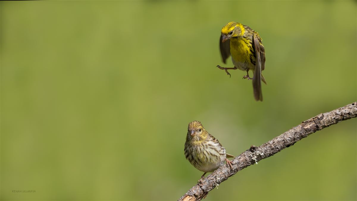 European Serin