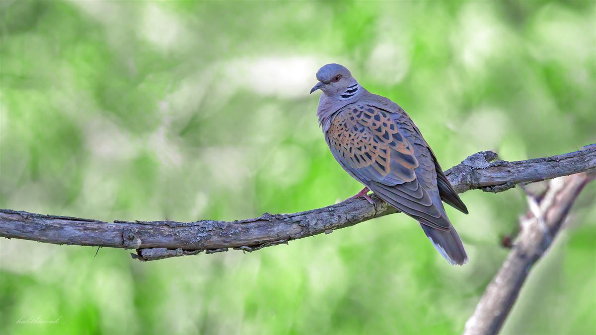 European Turtle Dove