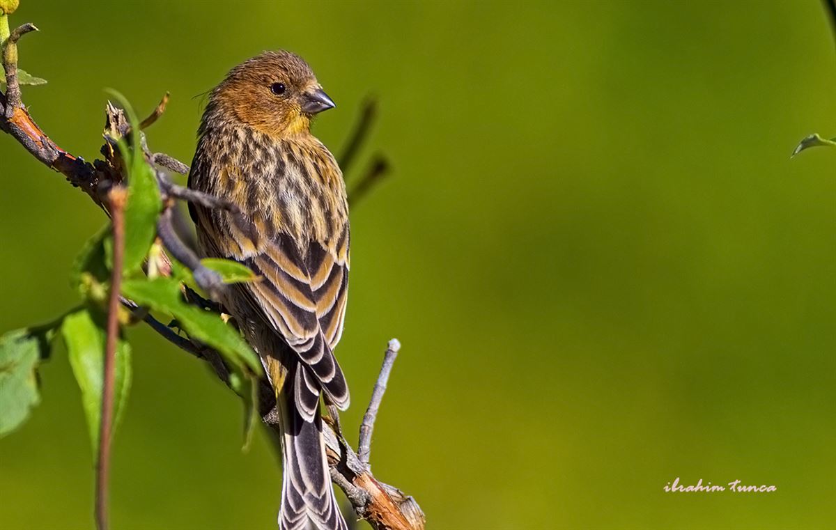 Red-fronted Serin