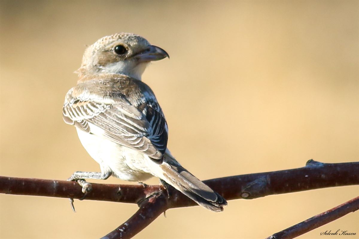 Masked Shrike