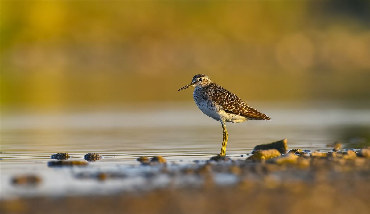 Wood Sandpiper