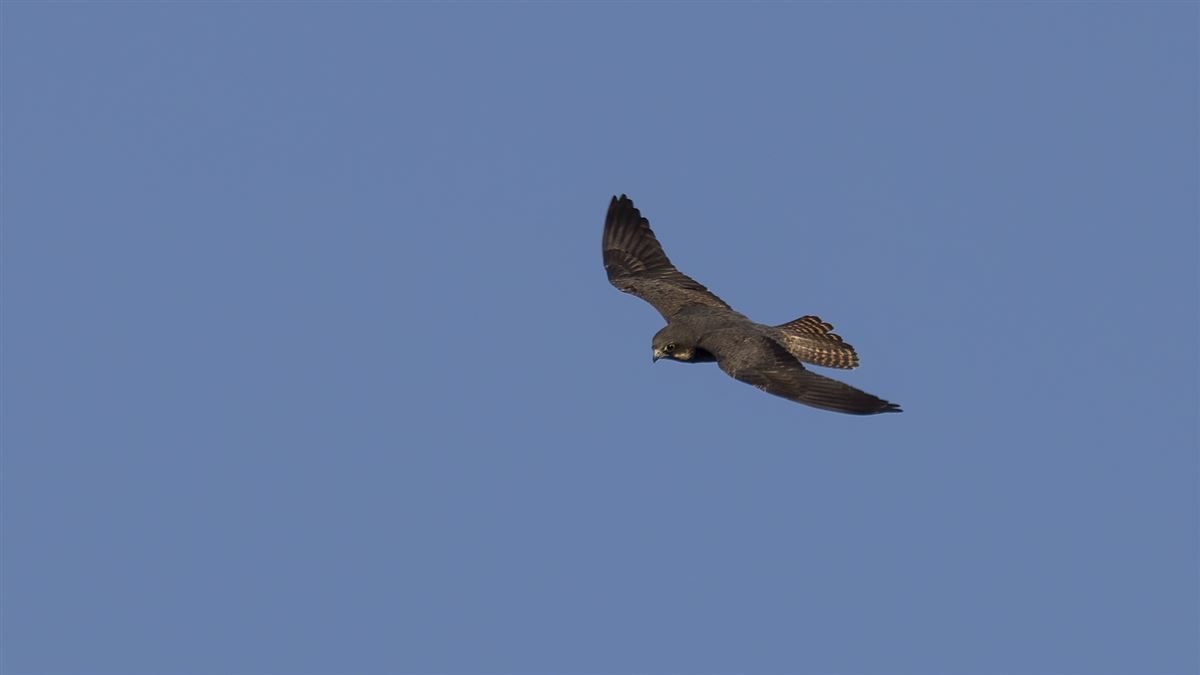 Eleonora`s Falcon