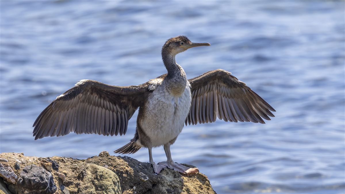 European Shag