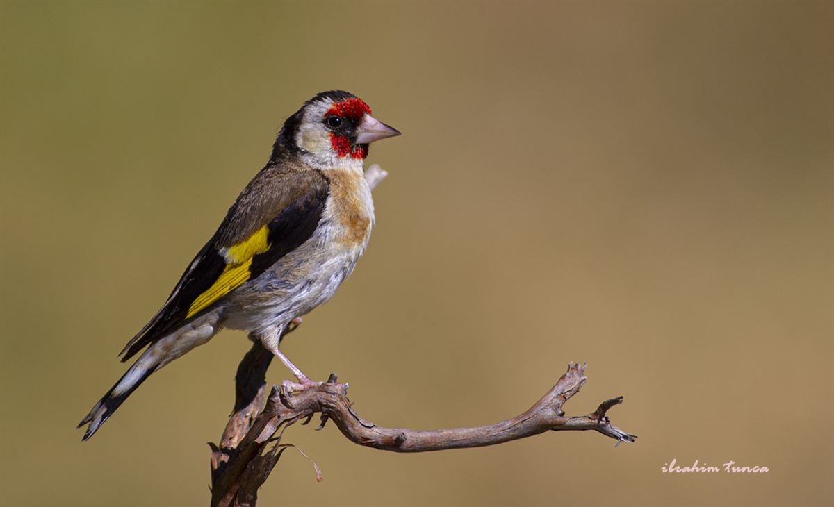 European Goldfinch