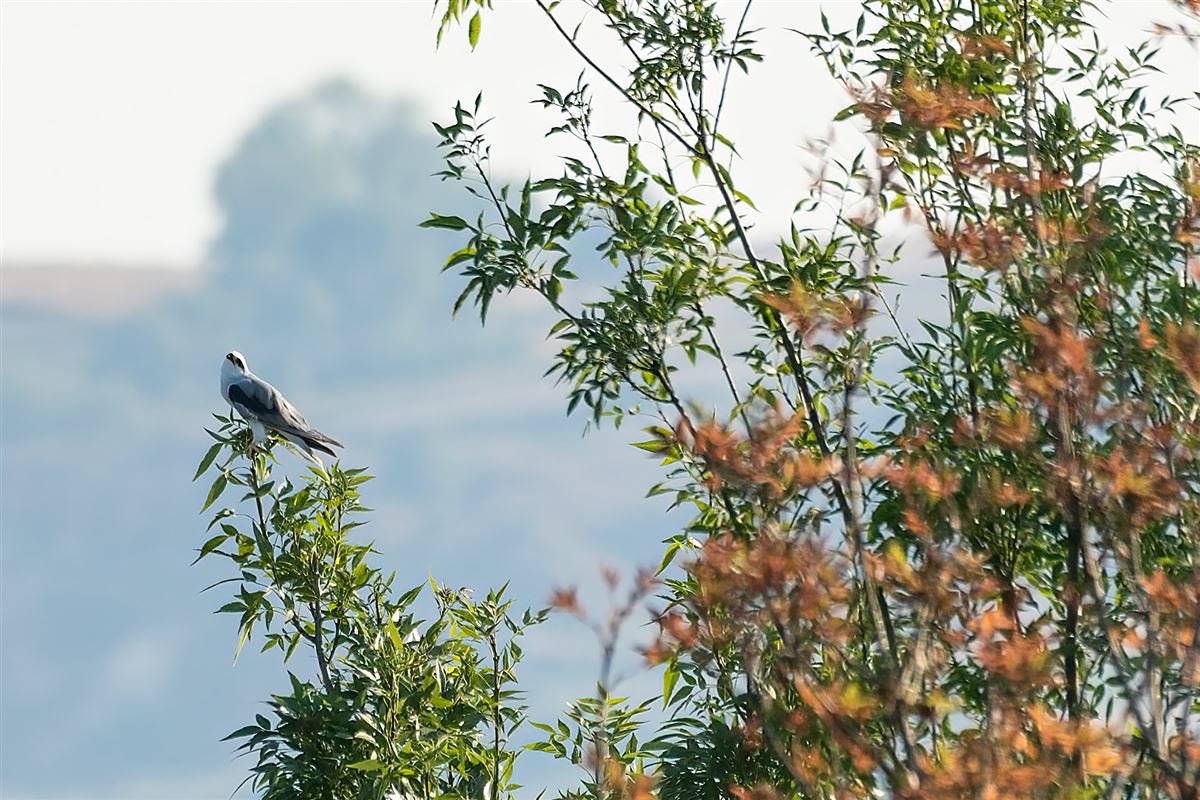 Black-winged Kite