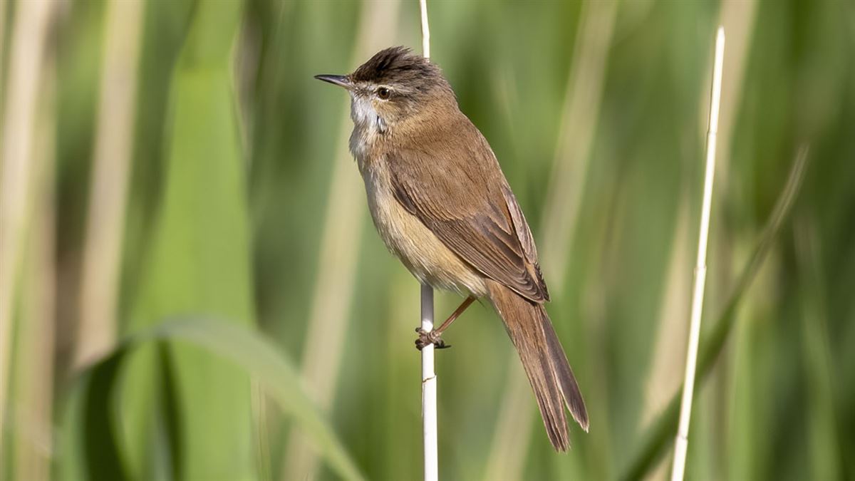 Paddyfield Warbler