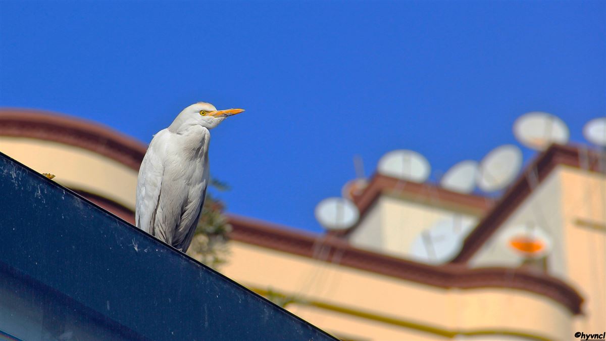 Western Cattle Egret