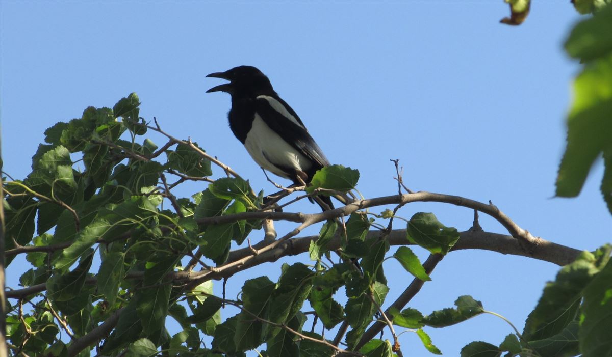 Eurasian Magpie