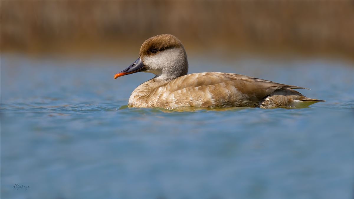 Red-crested Pochard
