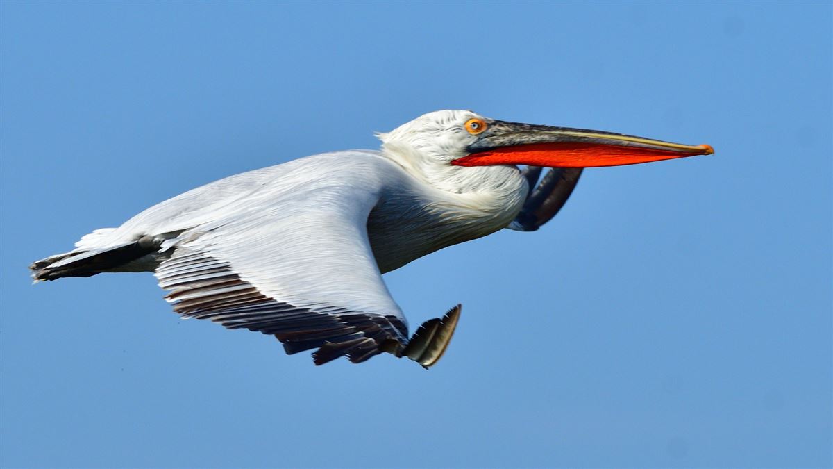 Dalmatian Pelican