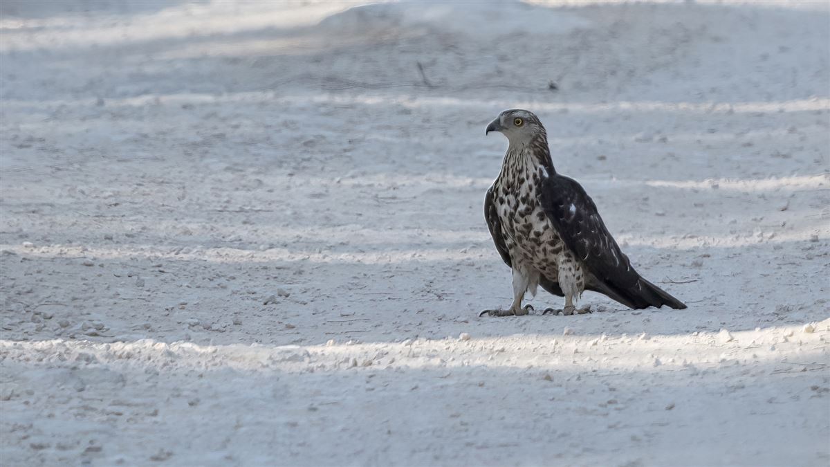 European Honey Buzzard